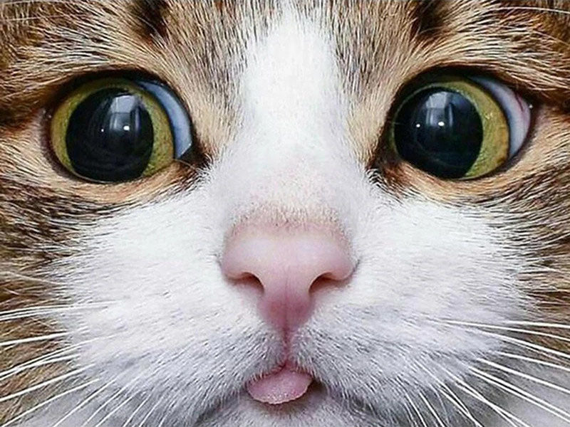 Kat met tong