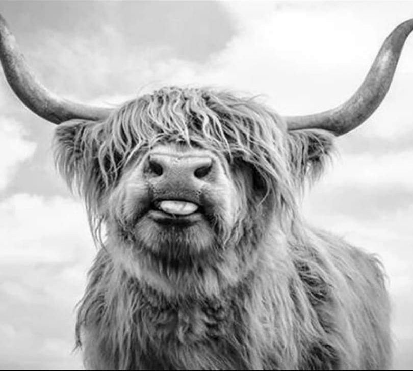 Hooglander Grijstinten