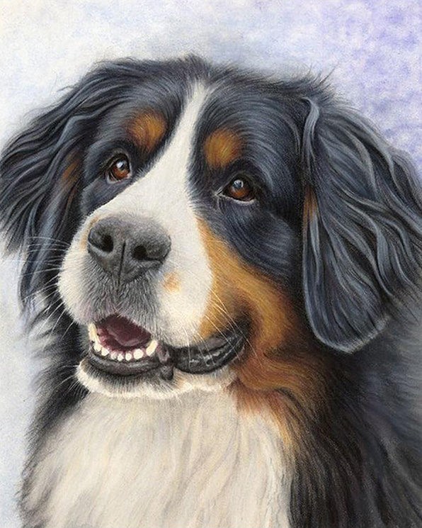 Berner Sennenhond portret