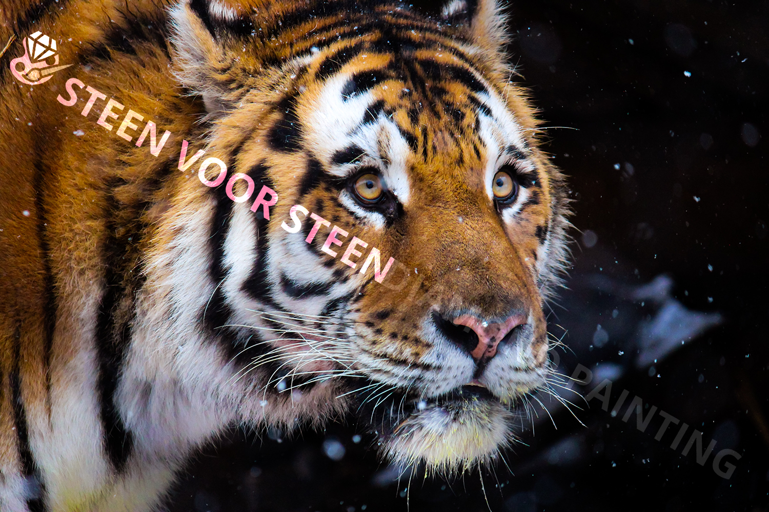 Tijger