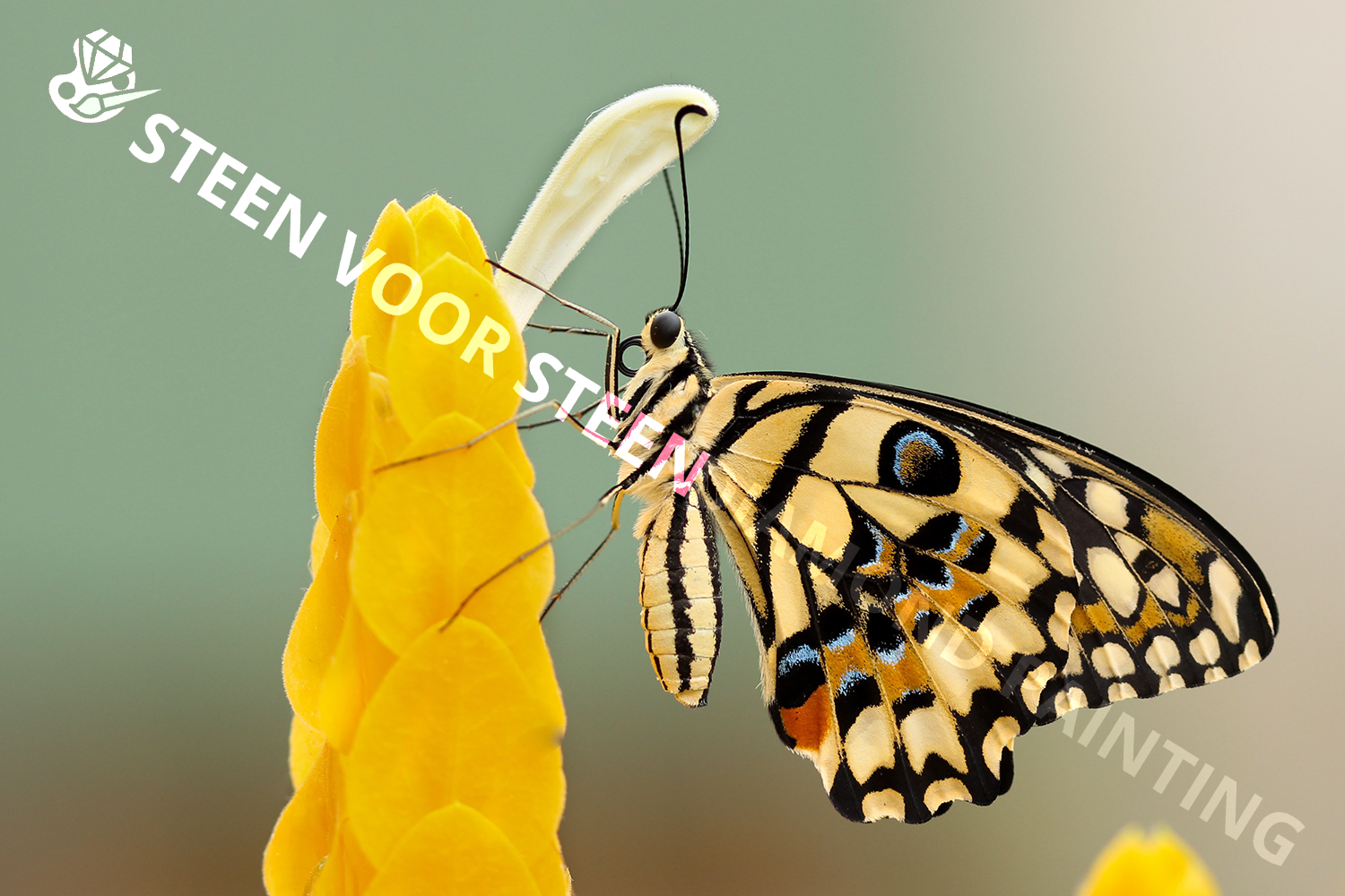 Vlinder Gele Accenten