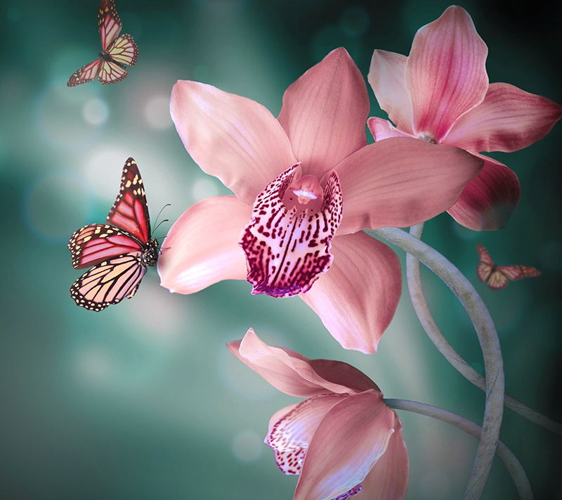 Orchidee met Vlinder